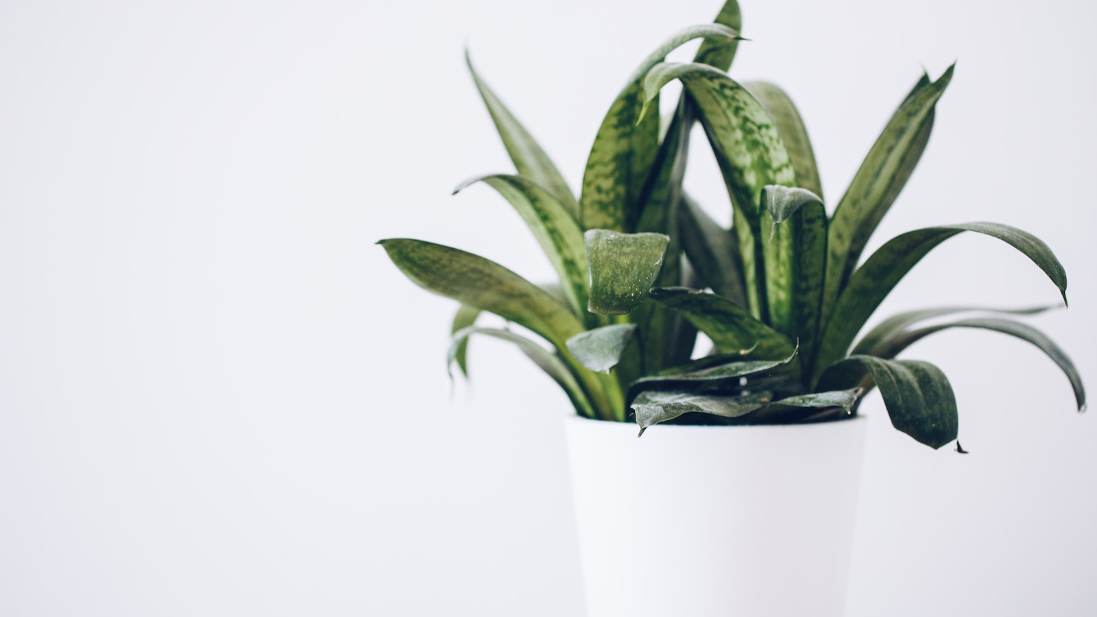 snake plant