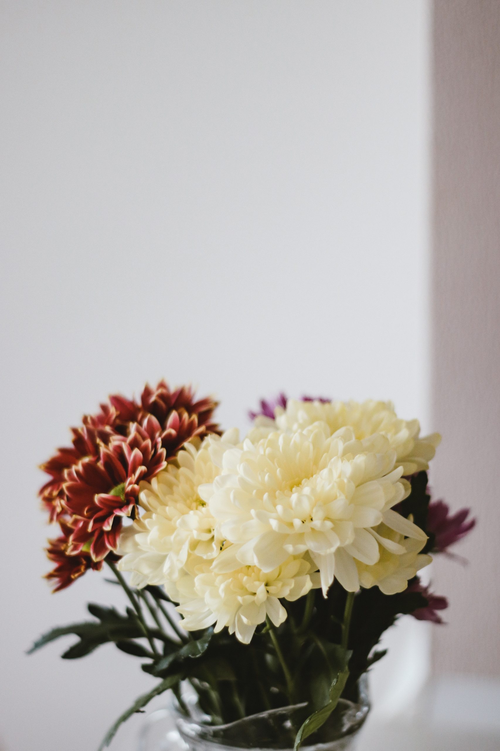 Chrysanthemum