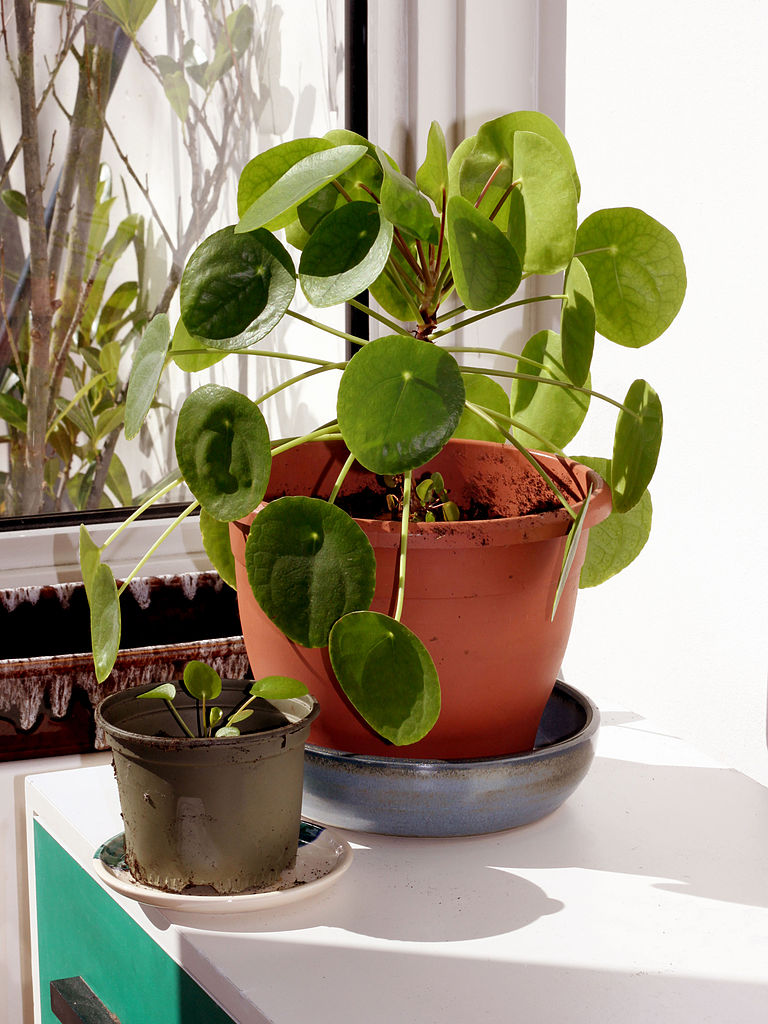 chinese money plant