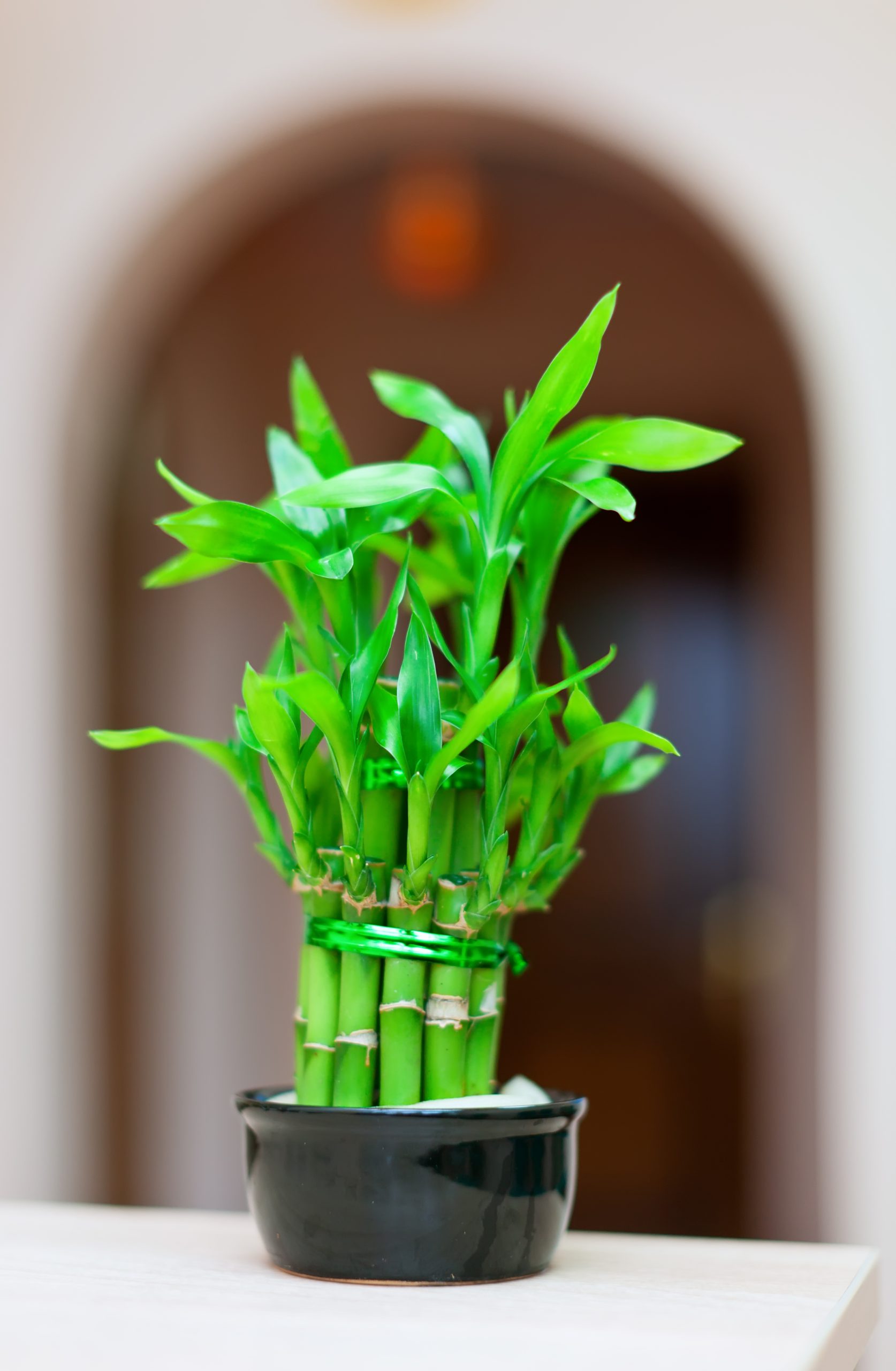 lucky bamboo