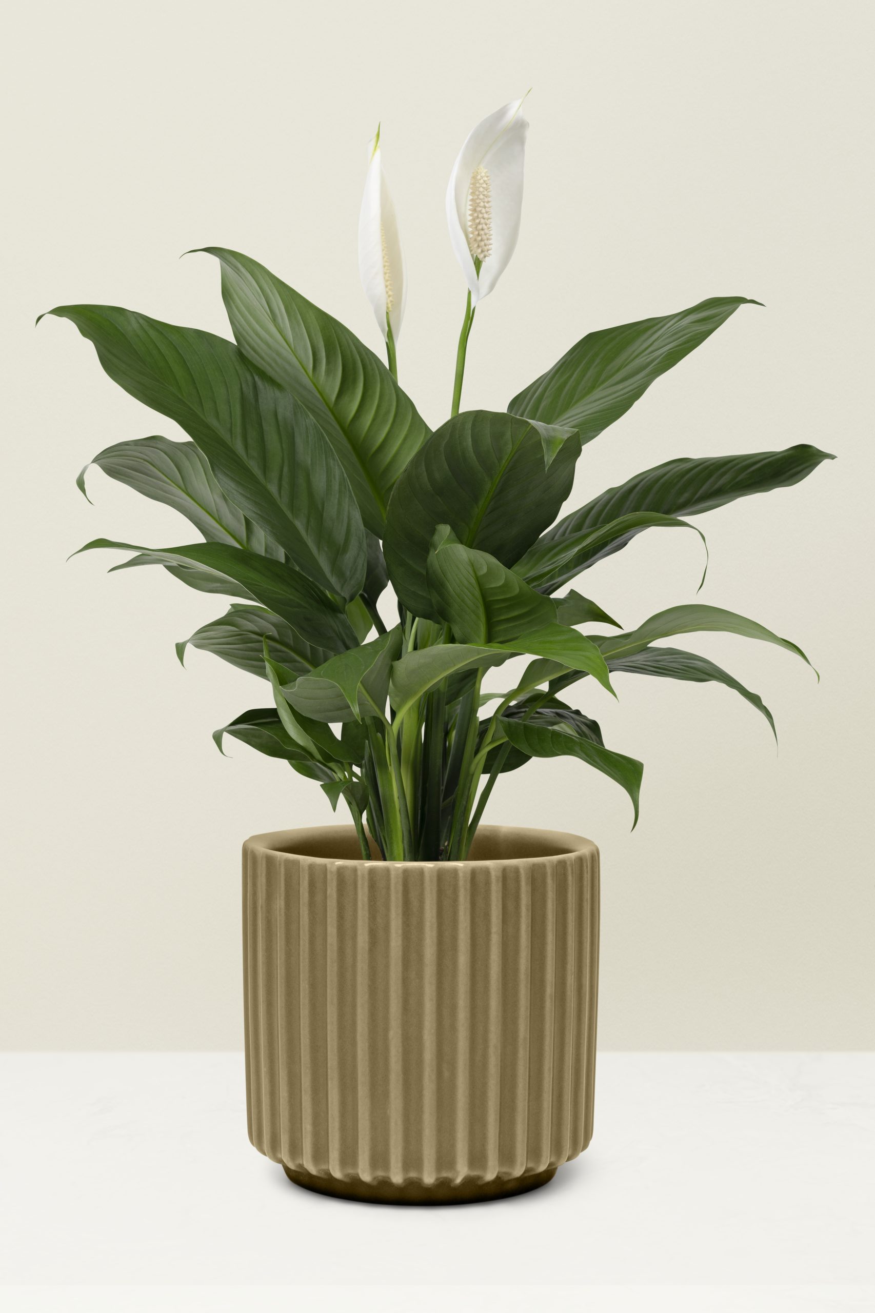 peace lily
